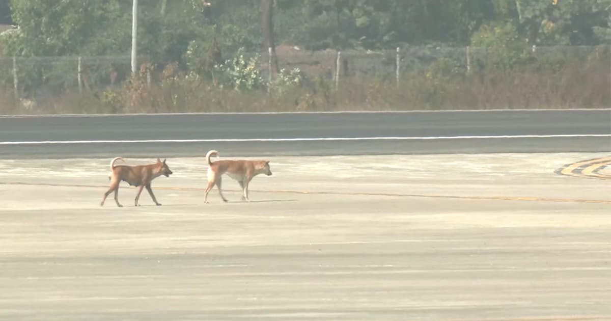 রানওয়েতে কুকুরের বিচরণ,ঝুঁকিপূর্ণ বিমান ওঠানামা
