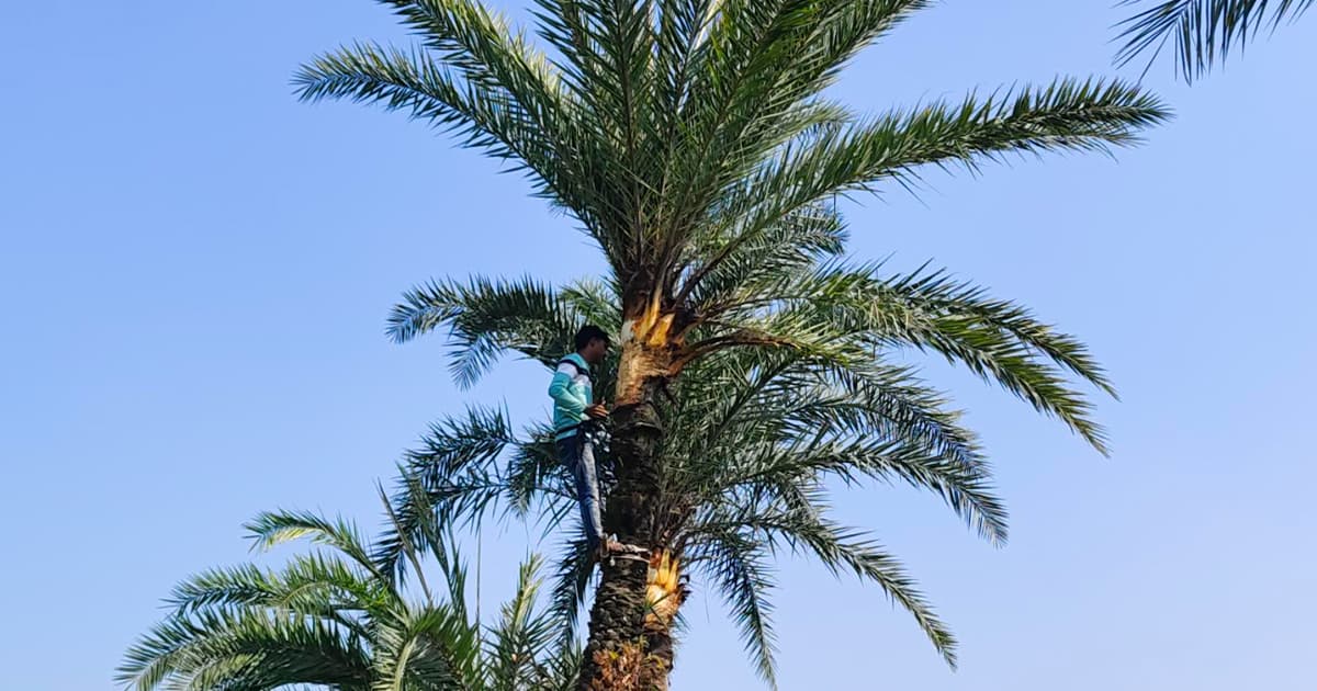 বিলুপ্তির পথে খেজুররসের ঐতিহ্য