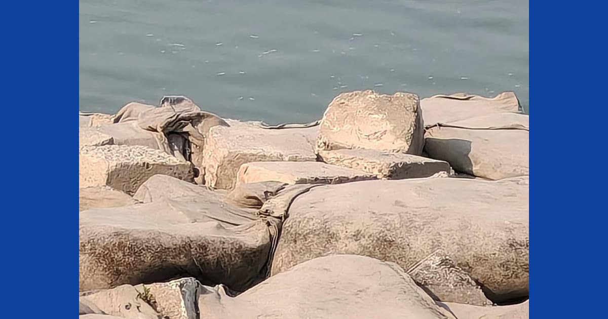 রাজবাড়ীতে পদ্মা নদীতে ভাসছে কুমির, জনমনে আতঙ্ক