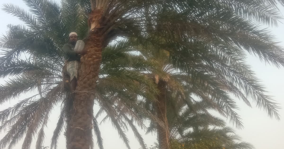 কালের বিবর্তনে খেজুর গাছ বিলুপ্তি পথে, মিলছে না রস