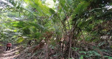 ফটিকছড়িতে উজাড় বেতবন,কমছে বেতের দ্রব্য ব্যবহার