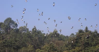 অতিথি পাখির আগমনে মুখর ডুলাহাজারা সাফারি পার্ক