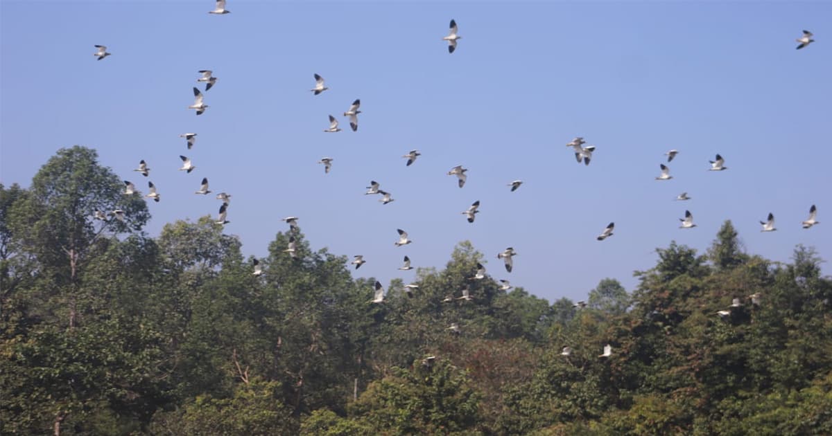 অতিথি পাখির আগমনে মুখর ডুলাহাজারা সাফারি পার্ক