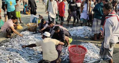 জেলের জালে ১০৯ মণ ছুরি মাছ, বিক্রি হলো ৮ লাখে