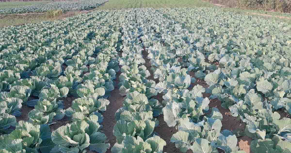 ফটিকছড়িতে খাল নদীর চরে শাক সবজির সমারোহ