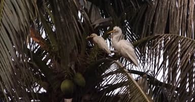 অনিয়ন্ত্রিত নগরায়নের ফলে পাখির আবাস কমছে বরিশালে
