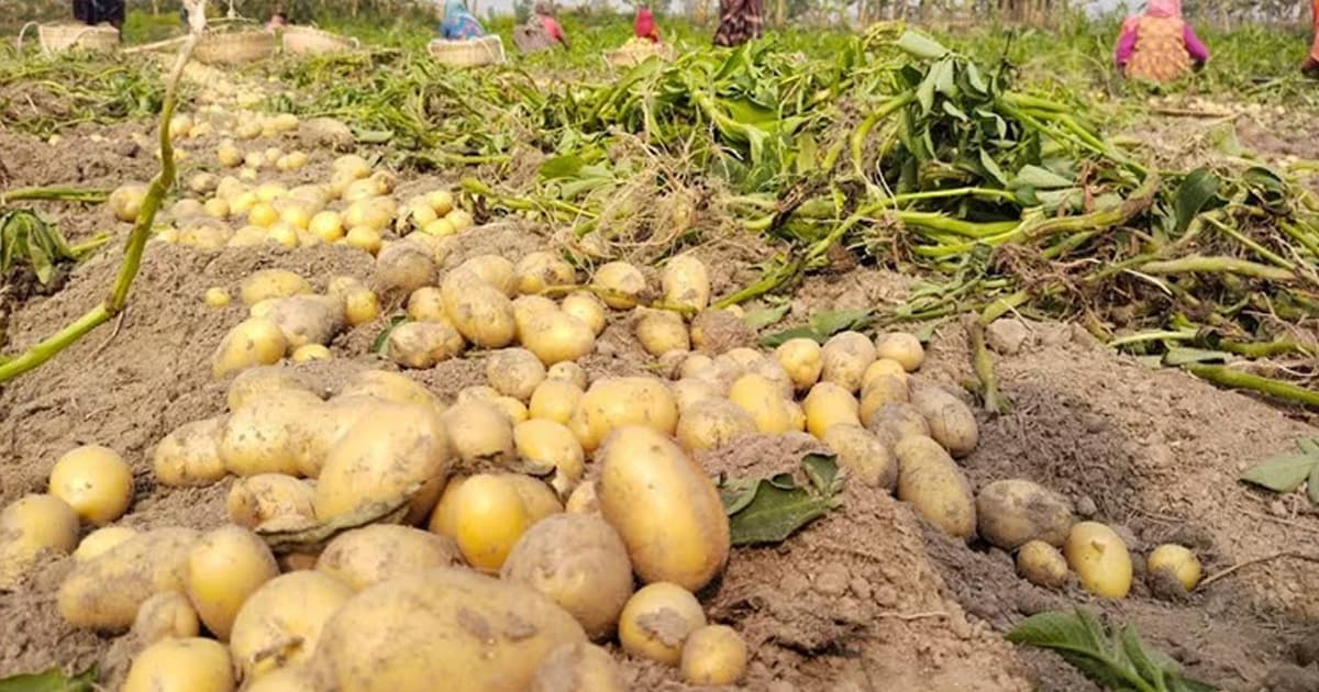 বিদেশে যাচ্ছে বগুড়ার আলু