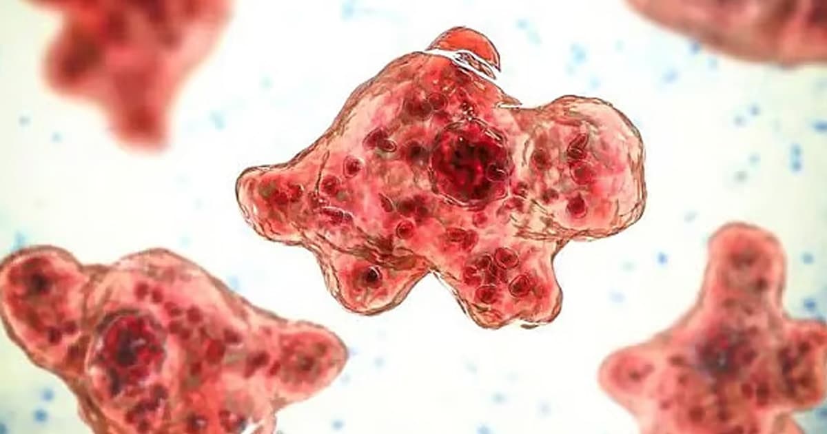 দ্রুত ছড়াচ্ছে মস্তিষ্কখেকো অ্যামিবা