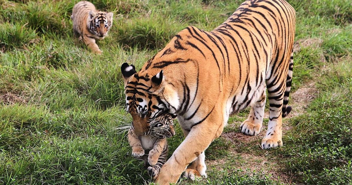বাঘ-হাতি শিকারে ১২ বছরের জেল, জরিমানা ১৫ লাখ টাকা