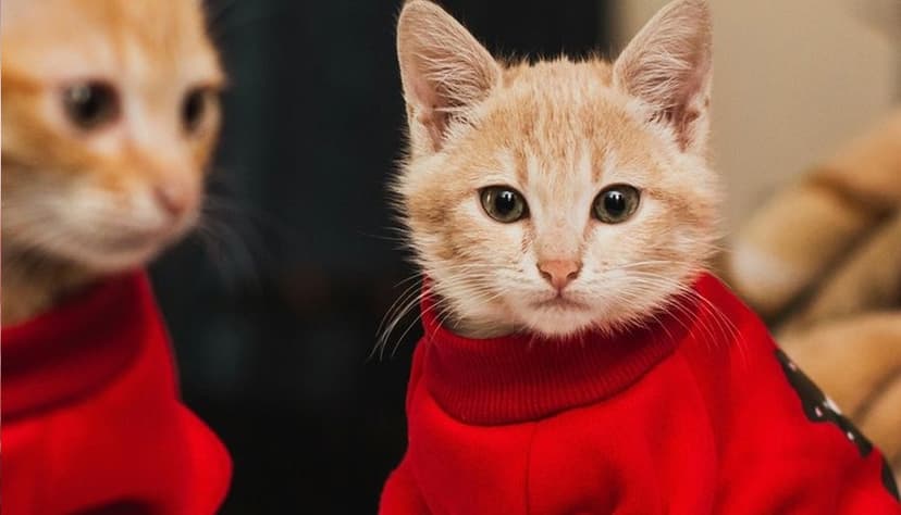 শীতে পোষা প্রাণীর যত্ন