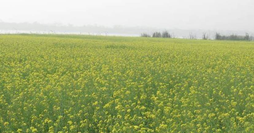 ঝালকাঠিতে সরিষার বাম্পার ফলন