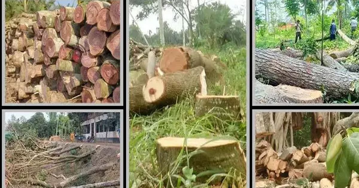 গাছ কাটলে সর্বোচ্চ জরিমানা লাখ টাকা
