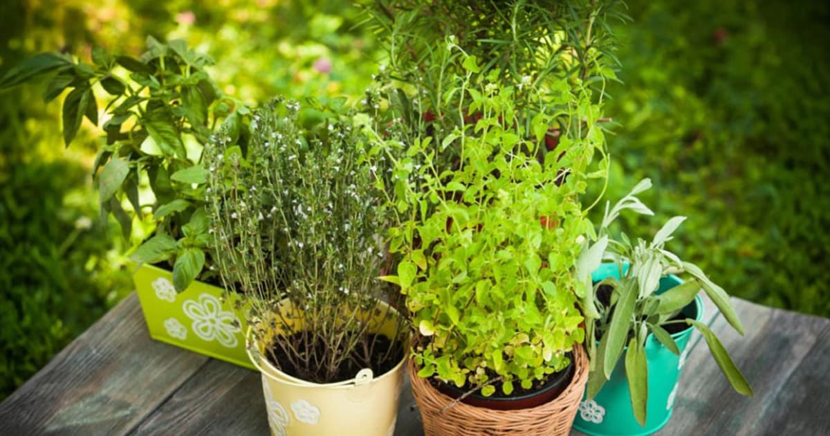 ঘরের ভেতর ভেষজ বাগান করার পদ্ধতি