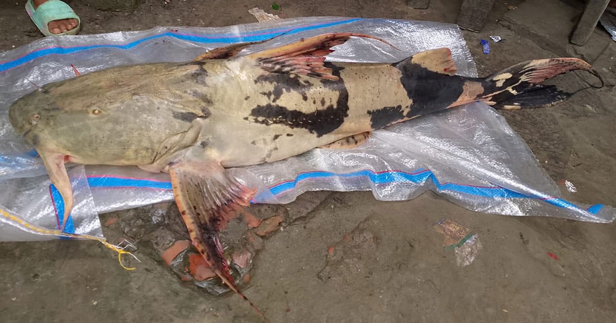 জেলের জালে ১১ কেজির বাঘাইর মাছ