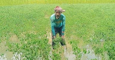 অতিবৃষ্টিতে নষ্ট ১শ হেক্টর ফসল