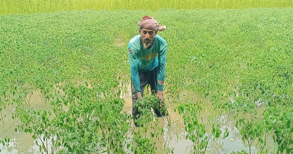 অতিবৃষ্টিতে নষ্ট ১শ হেক্টর ফসল
