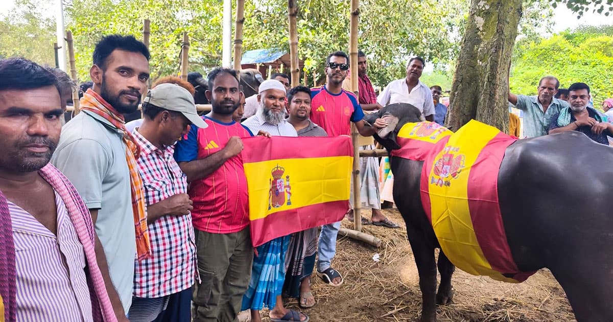 স্পেন ভক্তদের মহিষ ভোজের আয়োজন