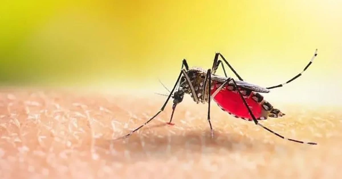 ডেঙ্গুতে ৩ জনের মৃত্যু, ভর্তি ৩৭২