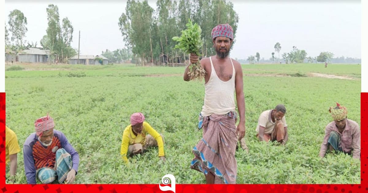 কাঙ্ক্ষিত দাম পেয়ে কৃষকের মুখে হাসি
