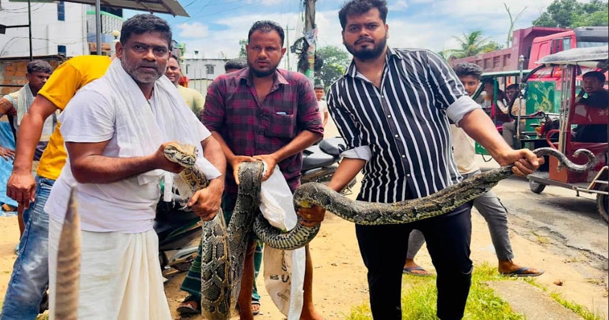 শ্রীমঙ্গলে বিশালাকার অজগর উদ্ধার, লাউয়াছড়ায় অবমুক্ত