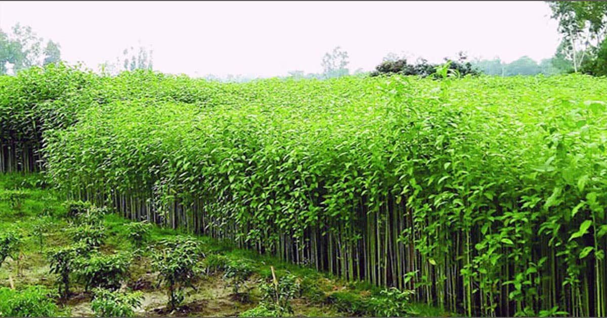 লোকসানের ভয়ে মঠবাড়িয়ায় কমছে পাট চাষ