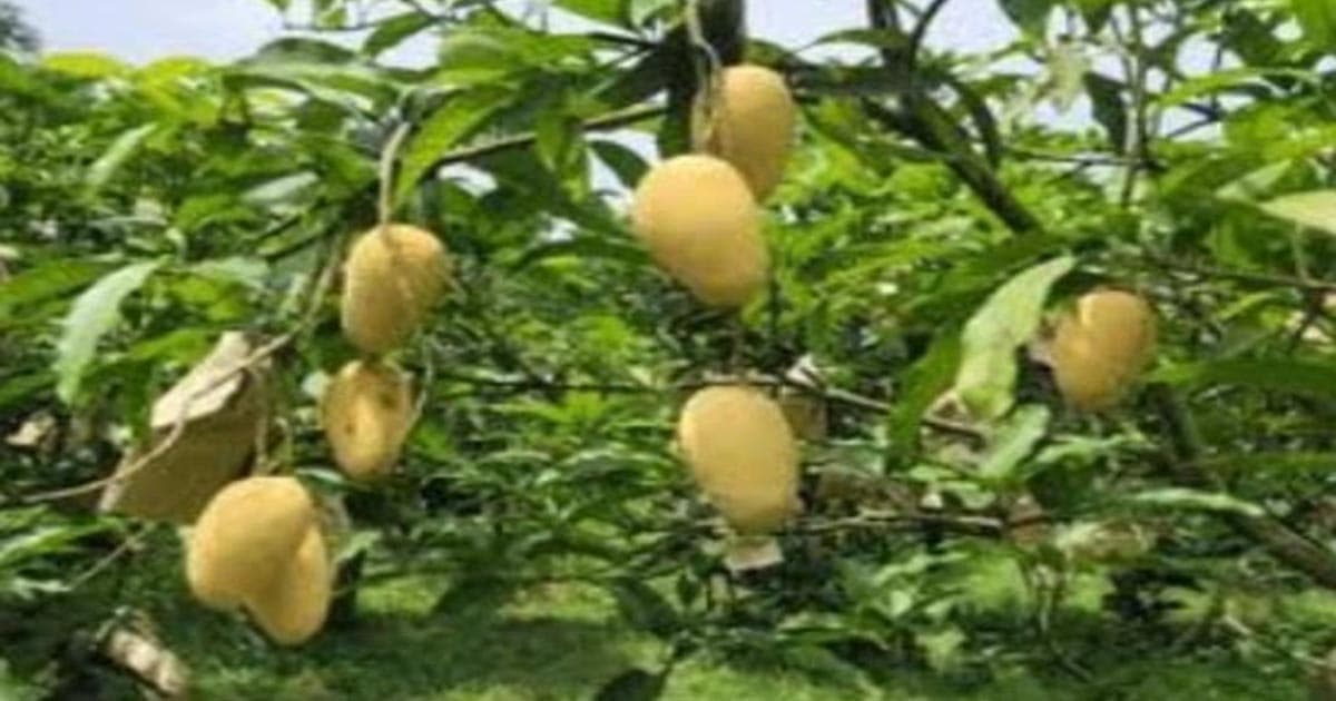 এলো নতুন জাতের আম