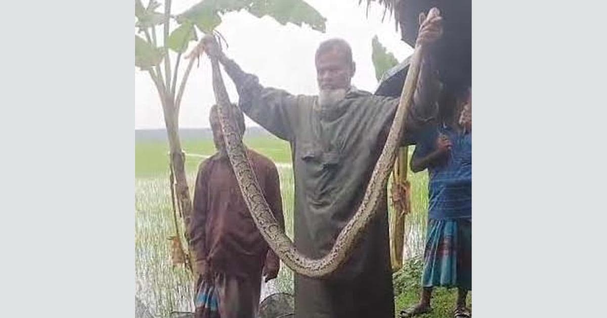 ধানক্ষেত থেকে অজগর উদ্ধার, সুন্দরবনে অবমুক্ত
