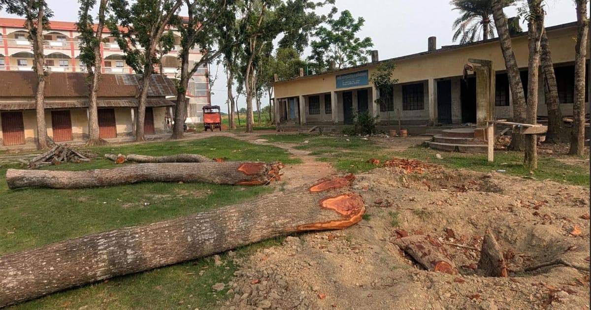 গুরুদাসপুরে টেন্ডার ছাড়াই মাদরাসার গাছ বিক্রির অভিযোগ