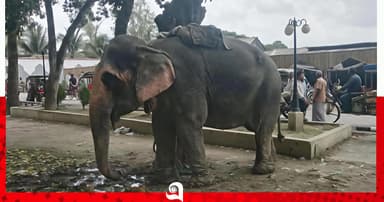 হাতির ধাক্কায় অটোরিকশা উল্টে শিশুর মৃত্যু