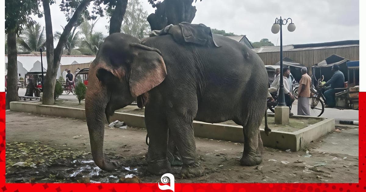 হাতির ধাক্কায় অটোরিকশা উল্টে শিশুর মৃত্যু