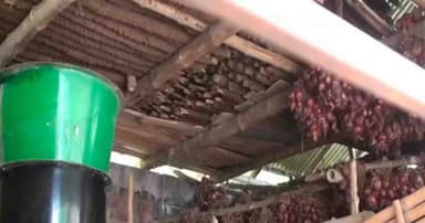 বেশি দামের আশায় মজুত, পচে নষ্ট পেঁয়াজে দিশেহারা পাবনার কৃষক