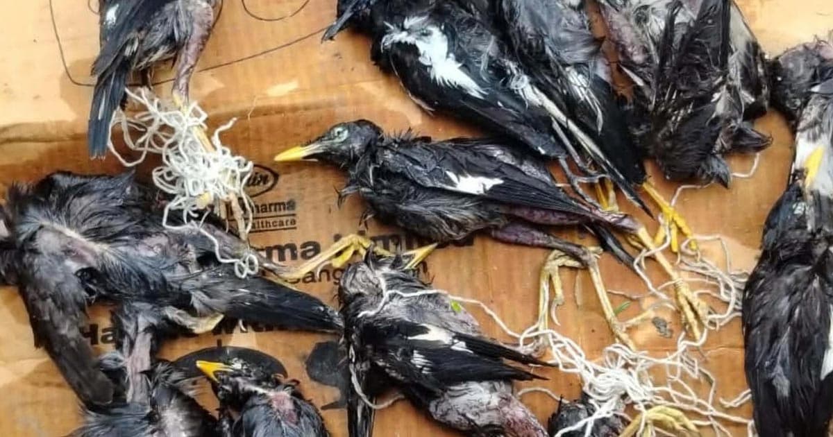 খামারে ঢোকায় শত শত বন্য পাখি হত্যার অভিযোগ
