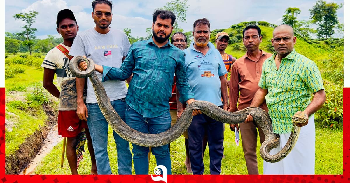 শ্রীমঙ্গলে বিশাল আকৃতির অজগর উদ্ধার
