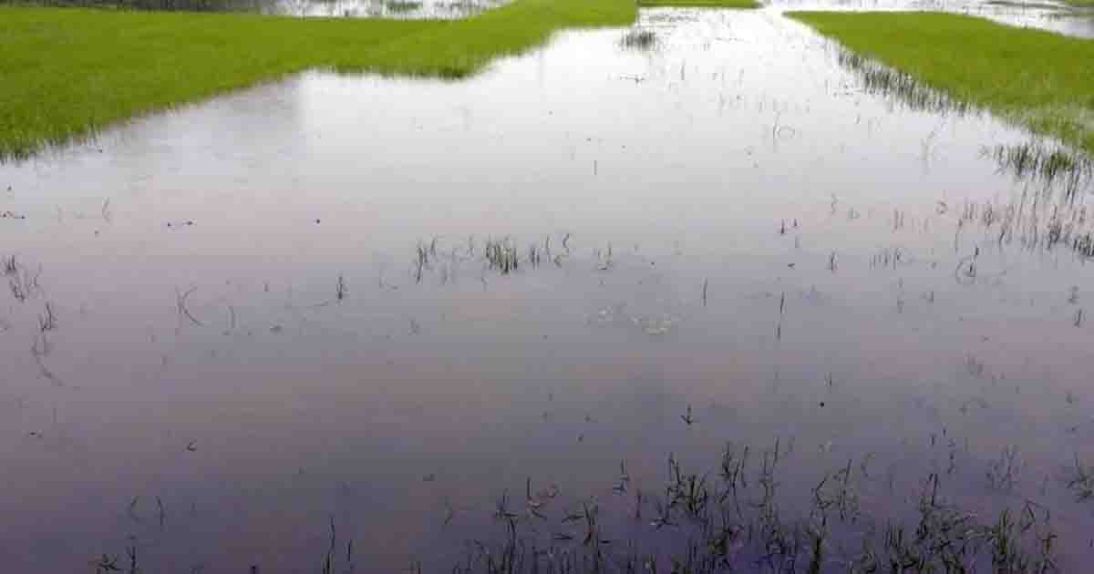 মঠবাড়িয়ায় টানা বর্ষণে আমন বীজতলা ক্ষতিগ্রস্থ