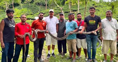 চা বাগানে ১৭ ফুটের বিশাল অজগর, সুস্থ হলেই ফিরবে বনে