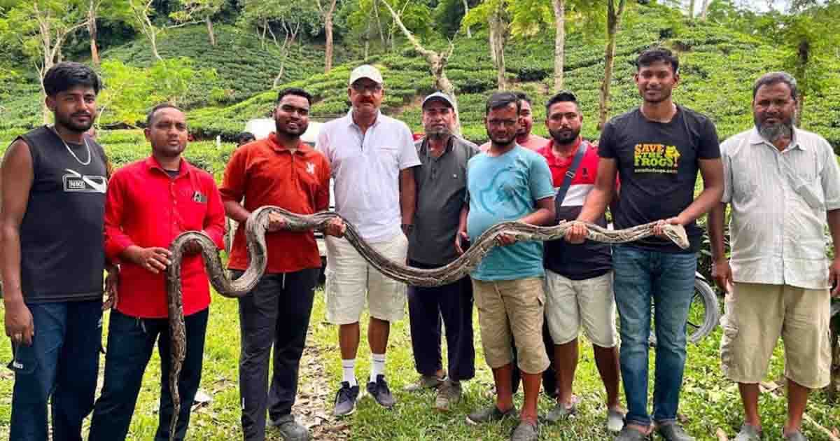 চা বাগানে ১৭ ফুটের বিশাল অজগর, সুস্থ হলেই ফিরবে বনে