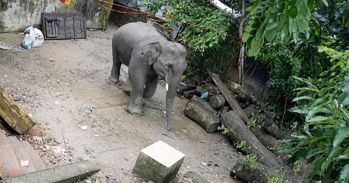 লোকালয়ে বন্য হাতির অবাধ বিচরণ, আতঙ্কে বোয়ালখালীর মানুষ