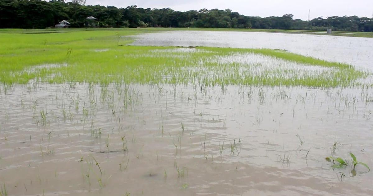 ৬ জেলায় রেকর্ড ক্ষতি: অতিবৃষ্টিতে দিশেহারা বরিশাল