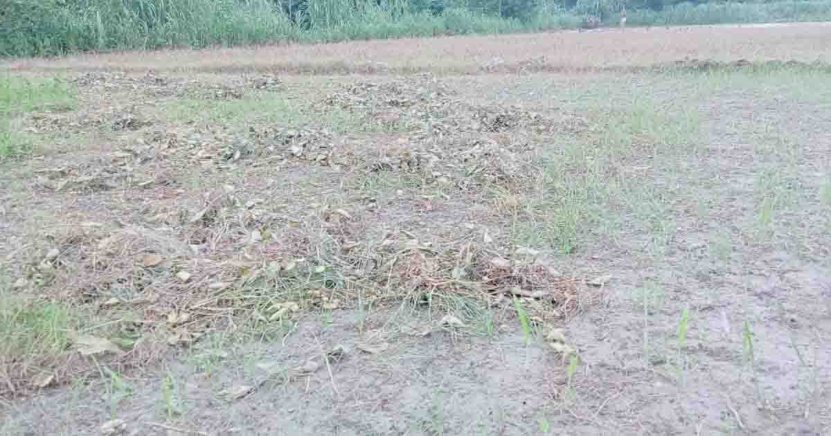 বেড়ার চরাঞ্চলে ভারী বর্ষণে পটল ক্ষেতের ব্যাপক ক্ষতি