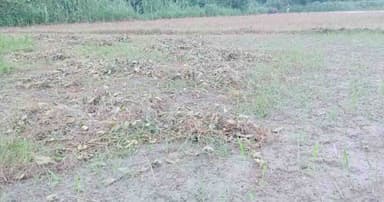 বেড়ার চরাঞ্চলে ভারী বর্ষণে পটল ক্ষেতের ব্যাপক ক্ষতি