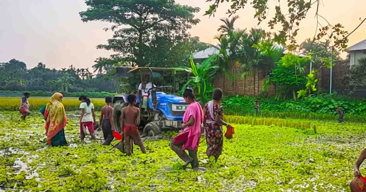 কাদামাখা জমিতে ট্রাক্টরের পেছনে শিশুদের মাছ ধরার আনন্দ