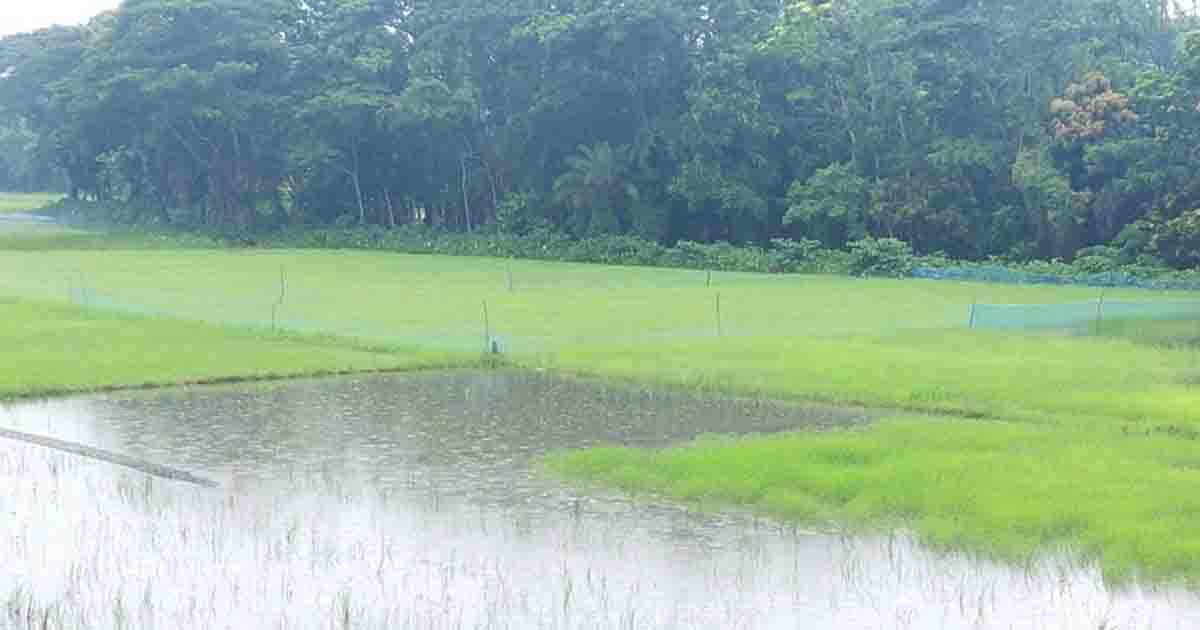 সুগন্ধা-বিষখালীর গ্রাসে ঝালকাঠির নিম্নাঞ্চল, বাড়ছে ভোগান্তি