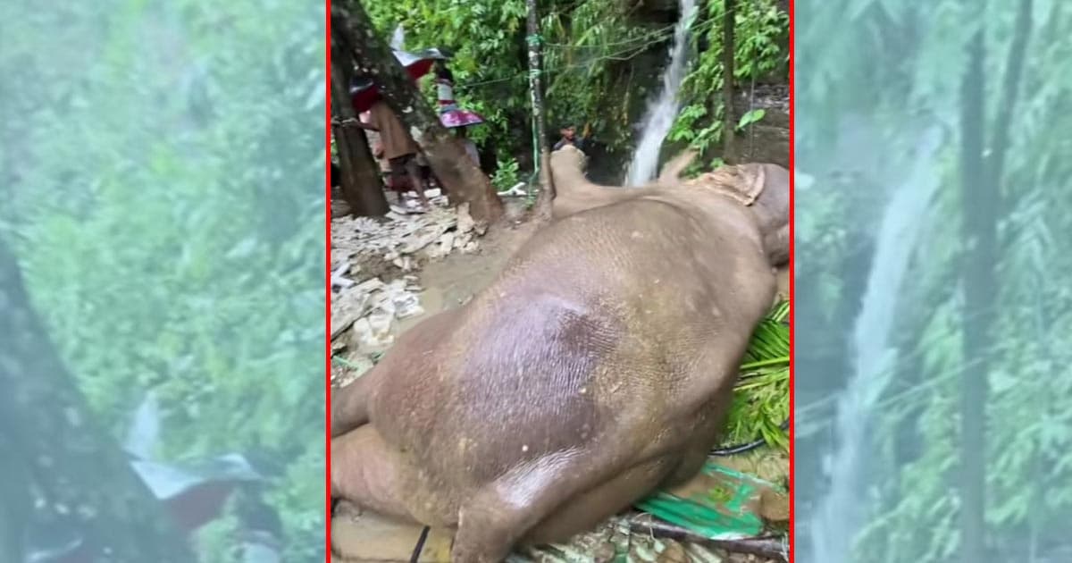 পাহাড় থেকে পড়ে বন্যহাতি আহত