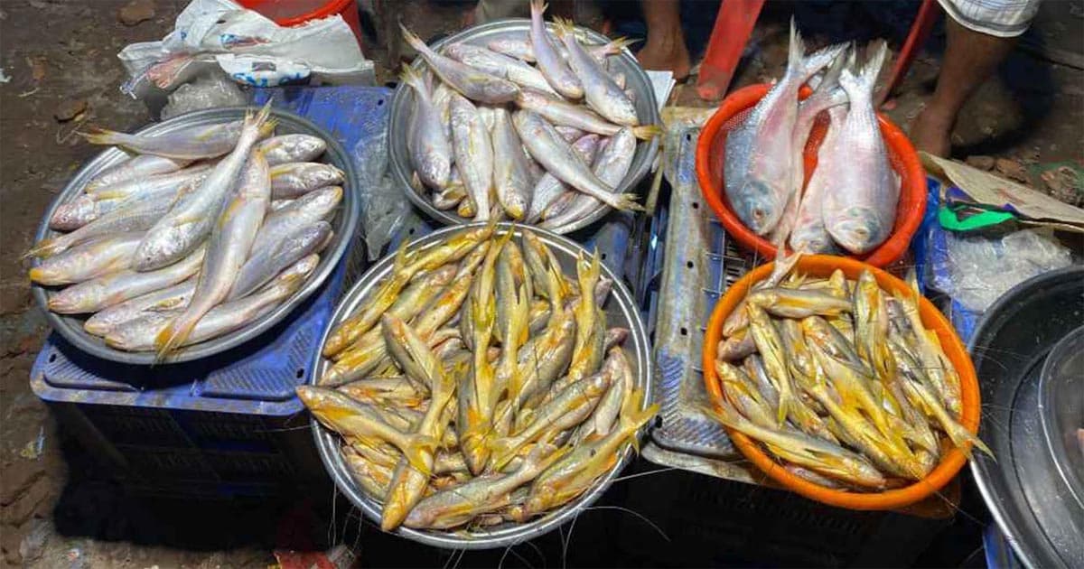 ভরা মৌসুমেও নাগালের বাইরে ইলিশ
