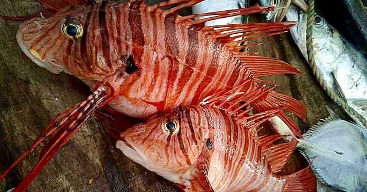 পটুয়াখালীতে ধরা পড়ল বিরল দুই সিংহ মাছ
