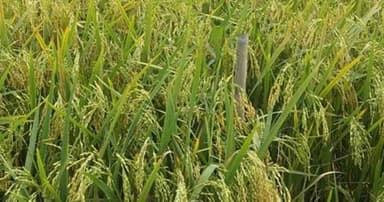 নতুন ধান জাতে আশার আলো
