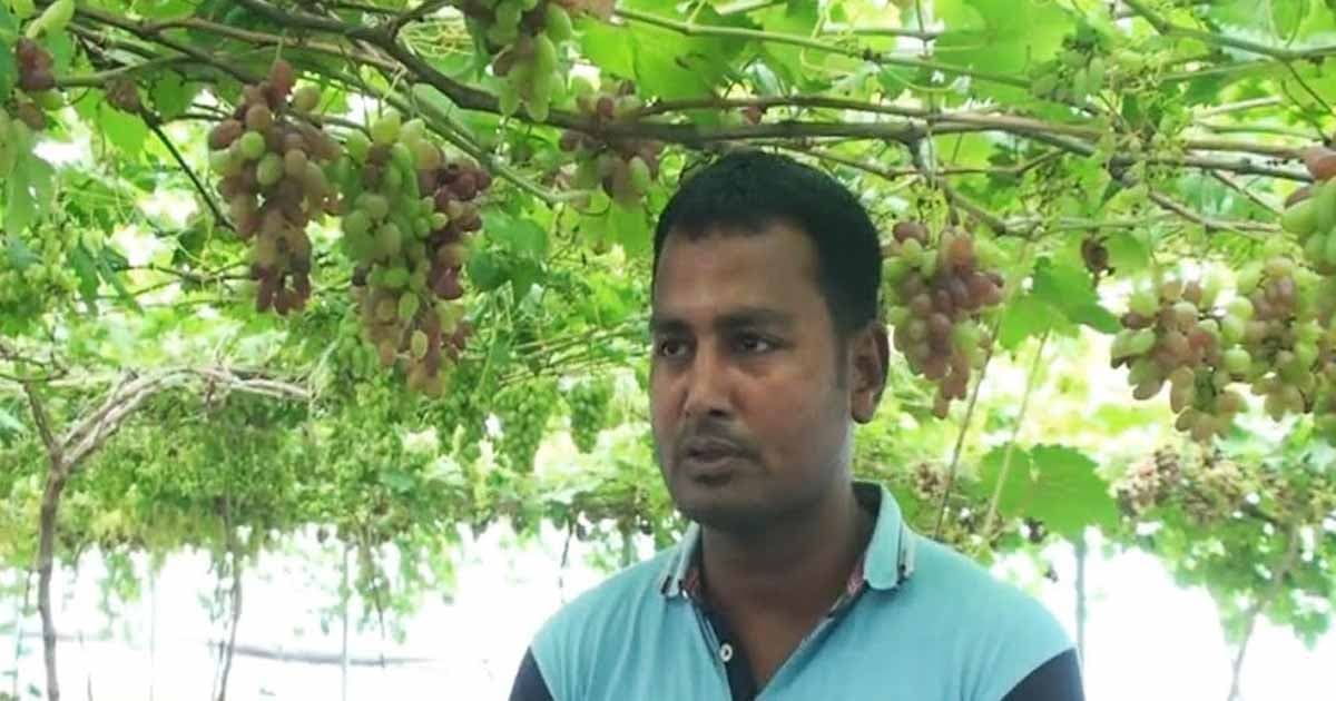 নাটেরে আঙ্গুর চাষ করে স্বাবলম্বী আমজাদ