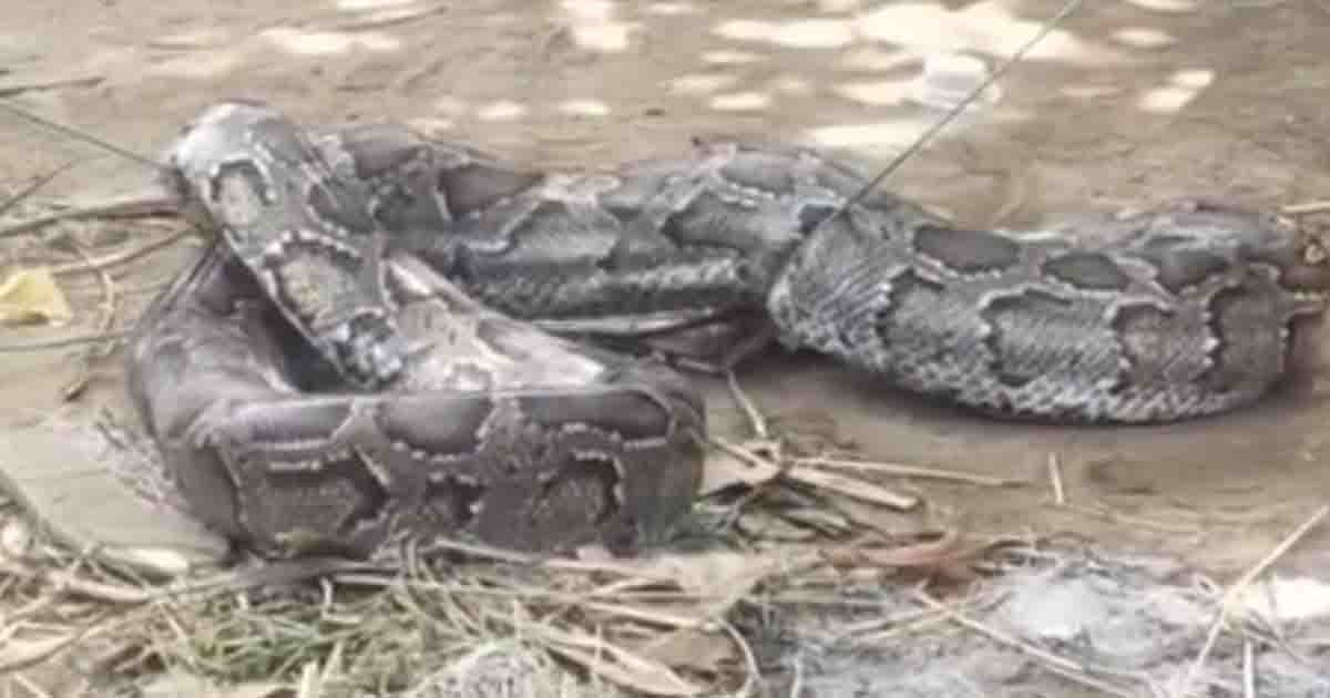 সেন্ট মার্টিনে মরিচখেতের জালে আটকা ১৫ ফুট লম্বা অজগর