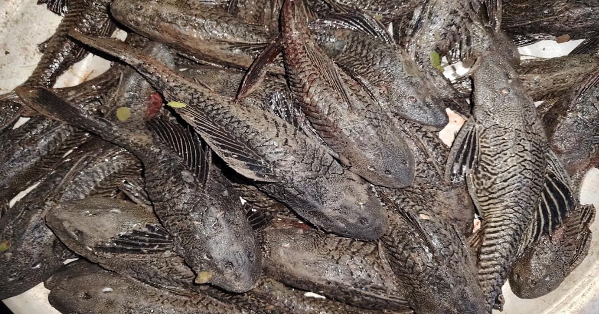 শীতলক্ষ্যায় ‘রাক্ষুসে’ সাকার ফিশের দাপট