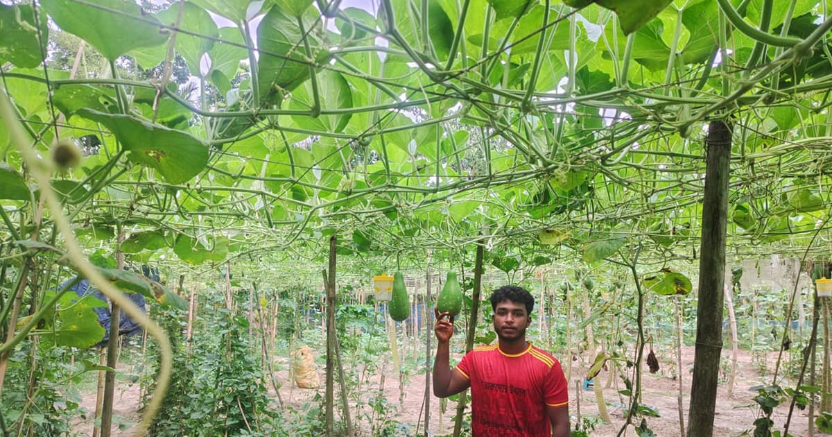 গ্রীষ্মকালীন লাউ চাষে সফল কাউখালীর শান্ত